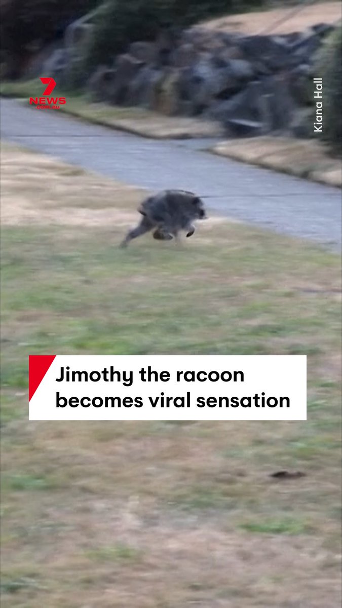 Jimothy the racoon is the latest animal to take over social media after footage of him running through the Seattle suburb of Ballard went viral, mostly because of his odd-looking body. #Jimothy #racoon #animal #Seattle