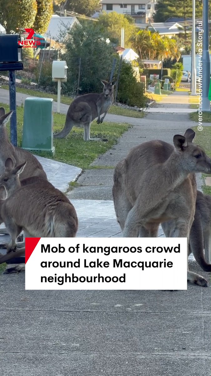 A mob of kangaroos have been spotted on a footpath in Lake Macquarie, NSW. TikTok user @veronicadownunder shared the video online which drew three million views with users stunned by the size of the Kangaroo. #neighbourhoodwatch #Aussie #roo #LakeMacquarie #kangaroo