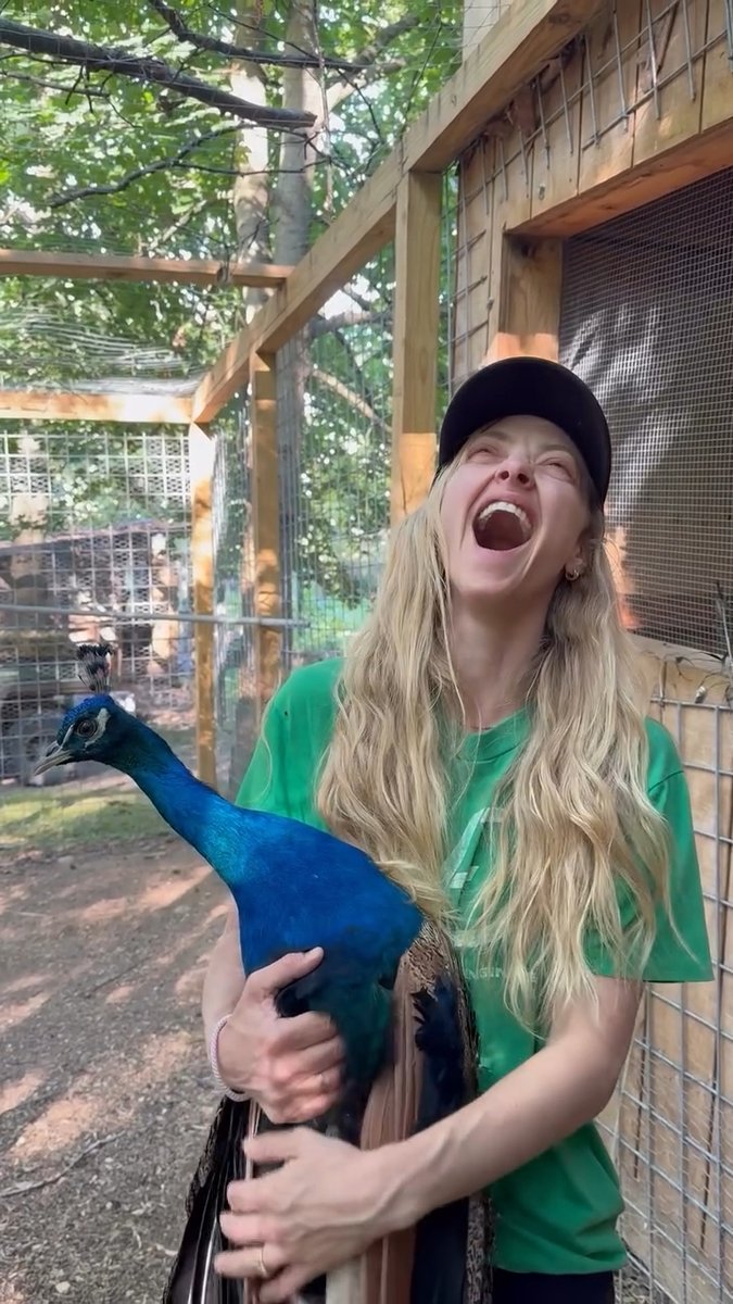 Amanda Seyfried couldn’t stop laughing when one of her pet peacocks proved adjustable 🤣 The actress, 40, has four rescue peacocks at the ranch she shares with husband Thomas Sadoski - all hilariously named Kevin (even though one of them ended up laying eggs!) 🦚 📽️: mingey