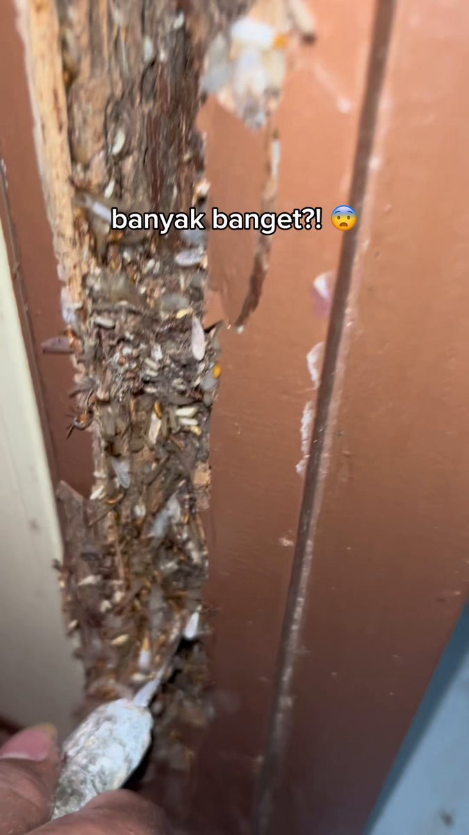 umur berapa lu tau kalo laron itu rayap?