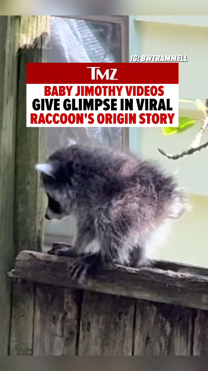 Jimothy's early-life lore has been revealed, along with baby videos of the viral raccoon. 🦝🩶