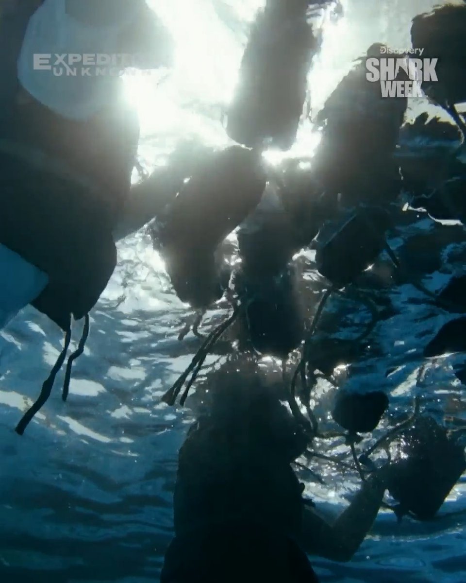 900 sailors were left stranded, SURROUNDED by sharks after the USS Indianapolis sank. Only 316 survived. 😨 Josh Gates dives into the tragedy behind the deadliest shark attack in recorded history when #SharkWeek returns Sunday, July 26 at 8P on Discovery