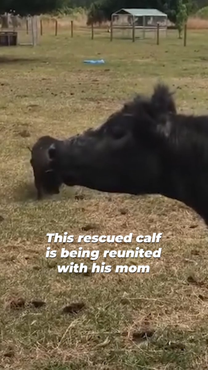 A mother never forgets her baby 🐮💞 After the dairy industry separated Smoke from his mom, Sparkles, they spent more than a year apart. Thanks to Little Bear Sanctuary, they were reunited—and Sparkles recognized him right away.