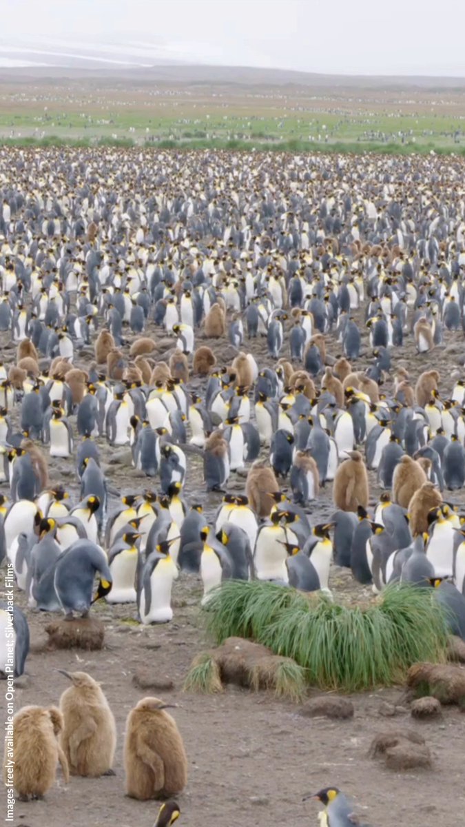 King penguin colonies can be huge! These groups can be made up of up to 39,000 breeding pairs. In the noisy environment of colonies, king penguins depend on specialized calls to find their chicks. Learn more: