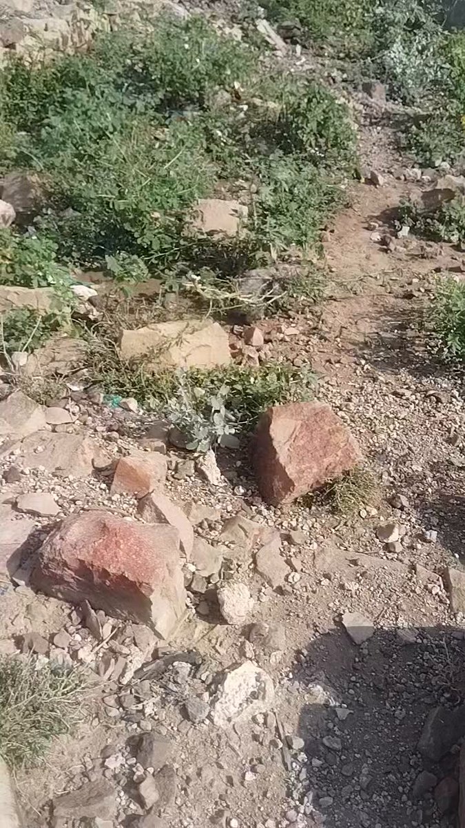 شاب من جبل صبر محافظة تعز اليمن صحى من النوم لقى هذا الحيوان عالق في الشجرة السؤال من يستطيع يقول لنا ماهو بالنسبة لي أعرف ماهو لكن نشوف من يستطيع يخمن بشكل صحيح وهل هو خطير 🤔🤔🤔 #خروج_سندي_مطلب_الجمهور109 #كلناا_سمو_الخير #المحاوله_الثالثه27