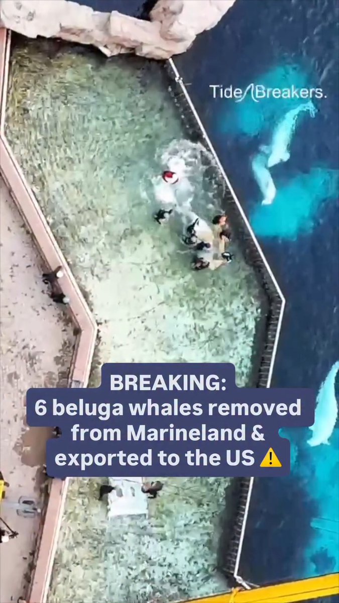 BREAKING: 6 beluga whales have been removed from Marineland & exported to the US. Sierra, Acadia, Osiris, & Lillooet are being transferred to Shedd Aquarium in Chicago. Bertie Botts & Frankie are being transferred to SeaWorld San Antonio. It’s ILLEGAL to breed captive whales in Canada under national laws to end whale captivity. Our lawyers are deeply concerned that these whales could be bred at their new locations, condemning future generations to suffer in tiny tanks. These surviving whales deserved sanctuary, not further cruelty in captivity. 🎥 TideBreakers