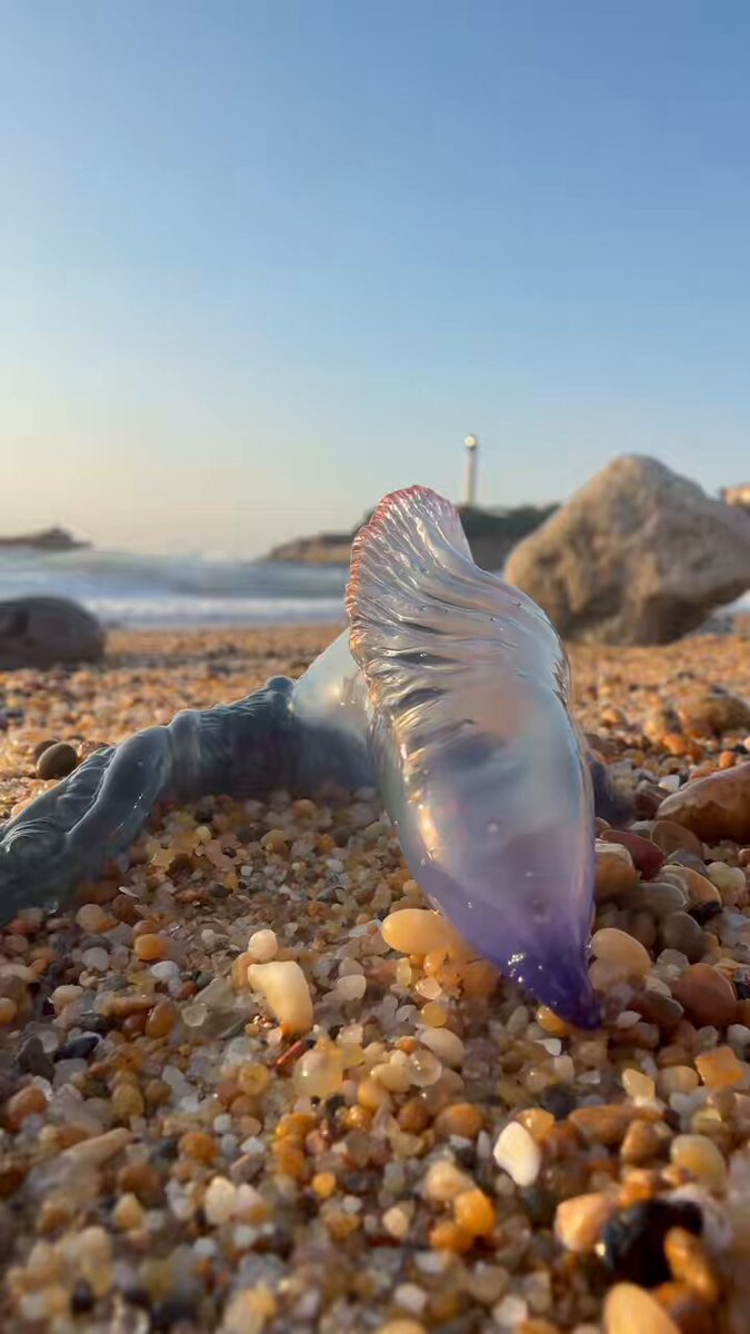 ⚠️ CÔTE BASQUE : ALERTE PHYSALIES Plusieurs dizaines de ces animaux jonchaient la Grande Plage de Biarritz et du Miramar en fin de journée. Le drapeau rouge a été hissé et la baignade ainsi que les activités nautiques ont été interdites.
