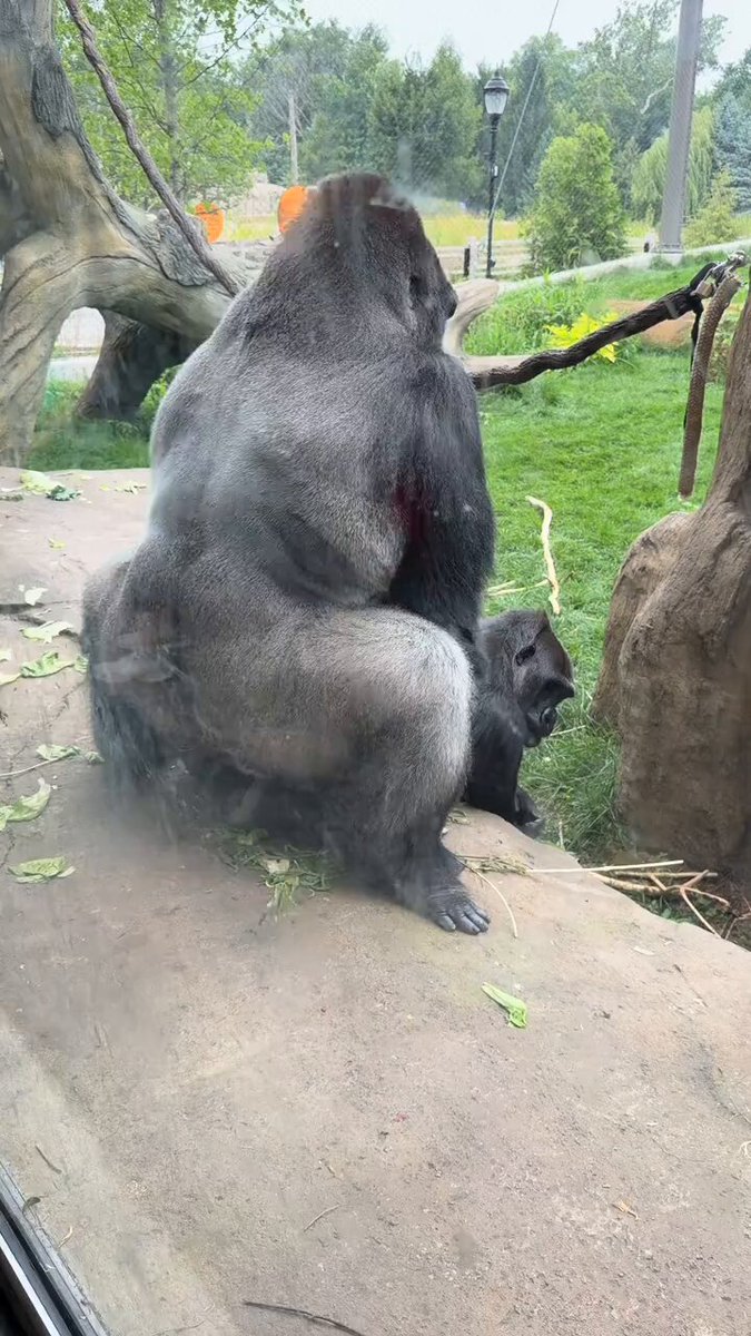 Meanwhile at Brookfield Zoo