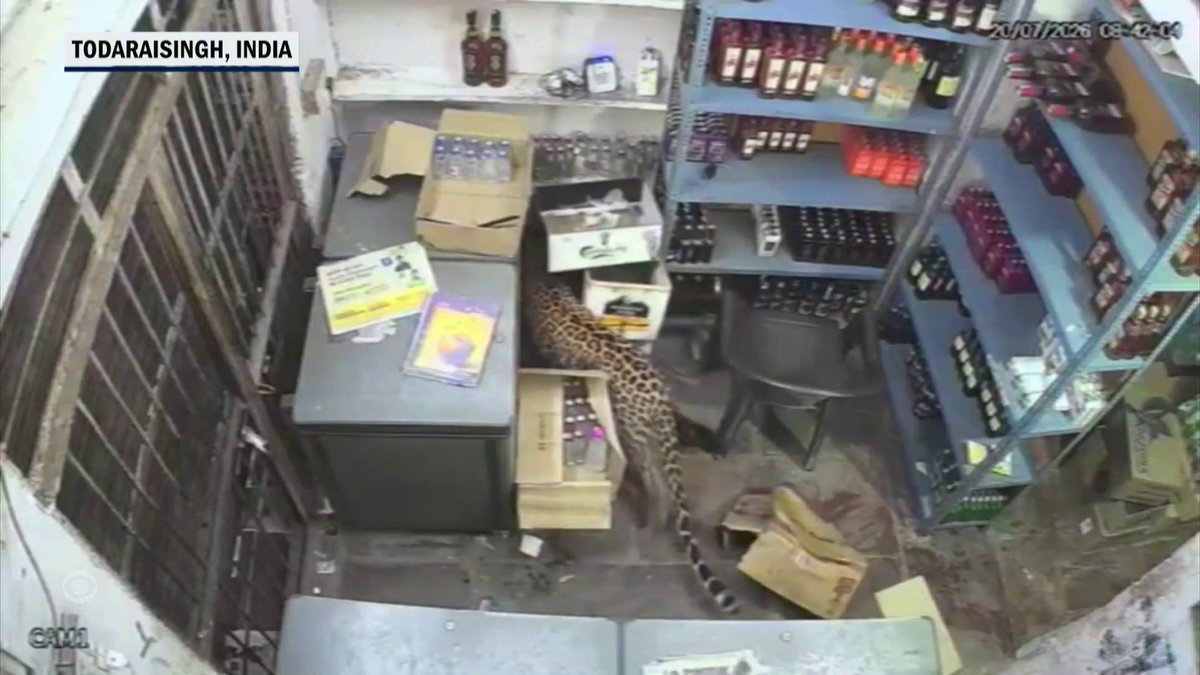 A leopard wandered into a liquor store in northern India, chasing the shopkeeper and knocking bottles off the shelves before wildlife officials later captured the animal.
