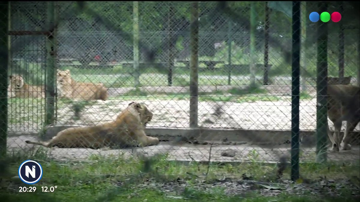 Tras seis años de abandono, 30 felinos del Zoológico de Luján serán enviados a santuarios en EE.UU. y Sudáfrica. Mirá más en #TelefeNoticias en vivo en