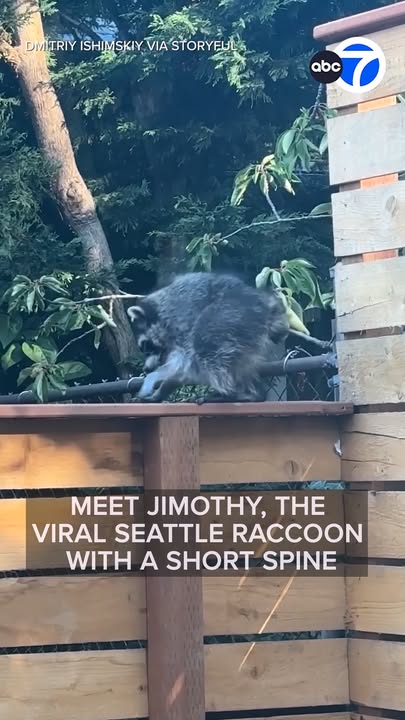 A raccoon in Seattle has become somewhat of a celebrity due to a shortened spine making him unusually round, and prompting an internet obsession in which the animal has been dubbed “Jimothy.” Jimothy, who has a spinal condition that makes him unusually short, has been going viral on social media as the animal amassed an online cult following, including an entire subreddit dedicated to discussions, memes and art.