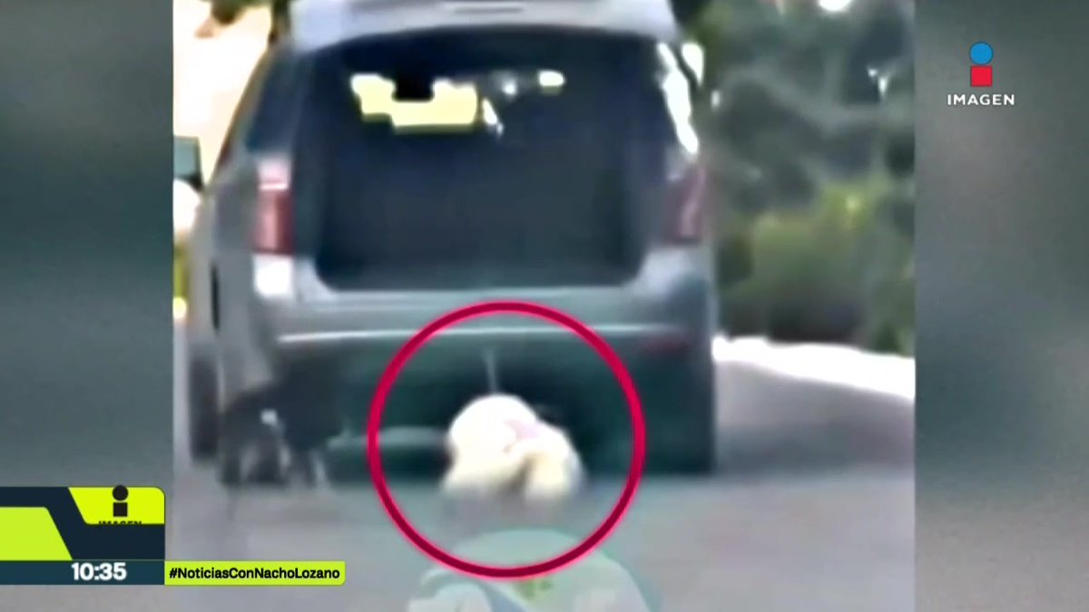 Rocky, un perro de raza gigante de los Pirineos, fue amarrado, arrastrado y atropellado por su dueña como supuesto castigo por escapar de la casa en #Saltillo, #Coahuila. Liliana y su esposo Jorge ya fueron detenidos. Esta es la historia: