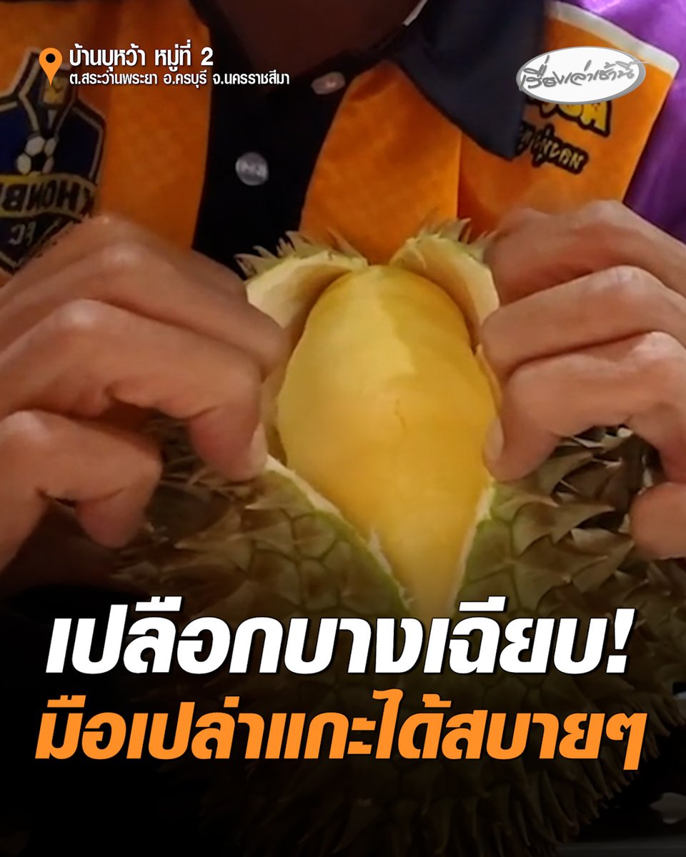 โอ้โห! ทุเรียนหมอนทอง "เปลือกบางเฉียบ" ใช้แค่มือเปล่าแกะได้สบายๆ เนื้อแน่นเต็มลูกจุใจ เจ้าของสวนเผยทุเรียนลูกนี้มาจากต้นเก่าแก่ของสวน ต้นอยู่มานานถึง 12 ปี #เรื่องเล่าเช้านี้ #ครอบครัวข่าว3 #ทุเรียน #ทุเรียนเปลือกบาง