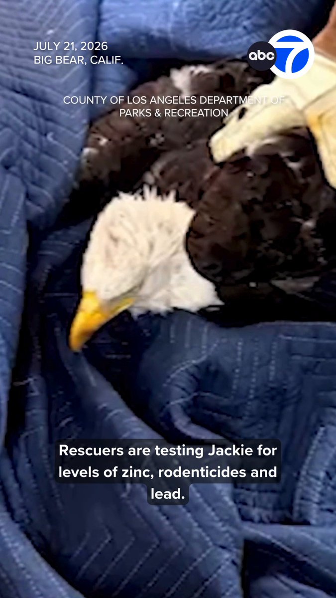 Jackie, the beloved Big Bear bald eagle, is recovering after she was injured and then rescued over the weekend. Read more: