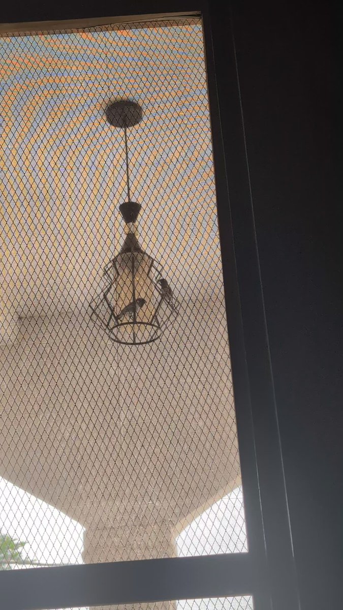 These ones want to build nest too. Both husband and wife came for site survey.