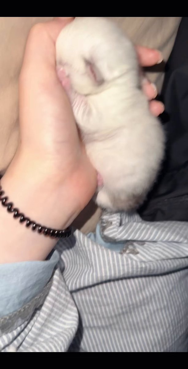 嘘，不要说话，小猫咪在睡觉
