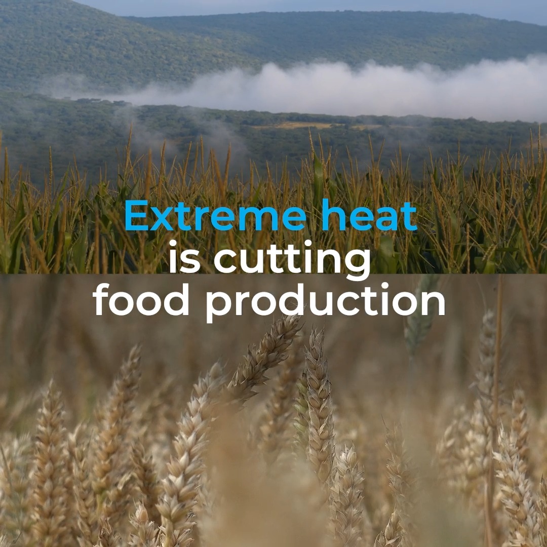 🌡️ Extreme heat is already affecting crops, livestock, forests, fisheries & the people who produce our food. Food and Agriculture Organization-World Meteorological Organization report on #ExtremeHeat & Agriculture shows the impacts & #ClimateAction needed to respond to this growing threat. 🔗