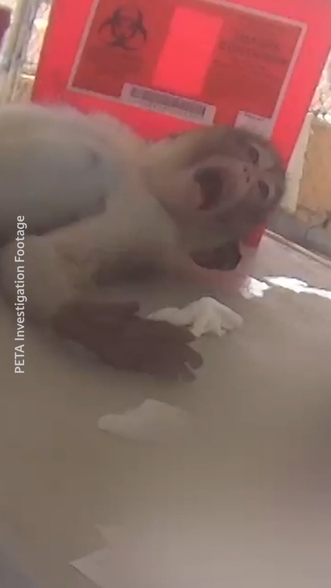 You can see it on their face. Experimenting on animals is torture.