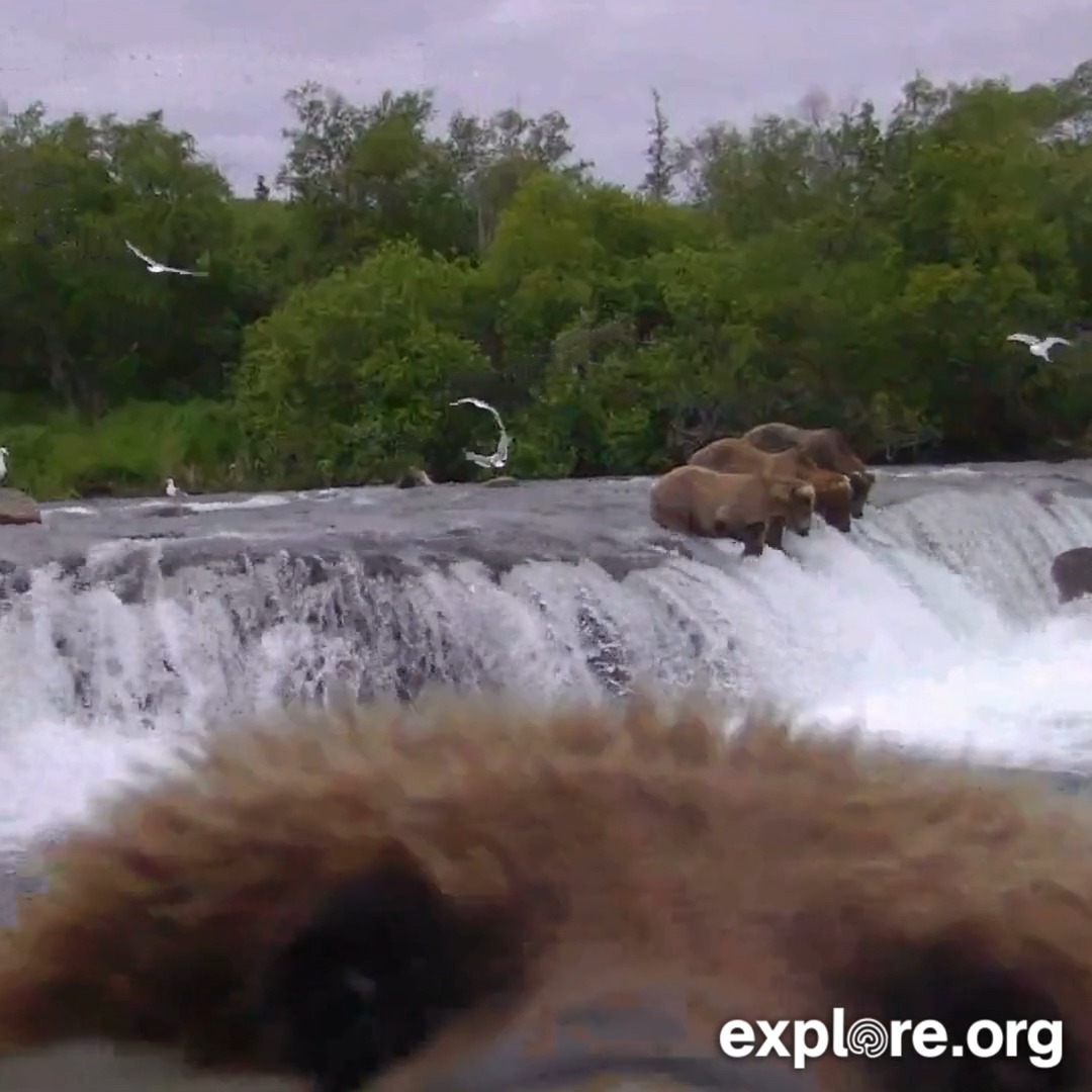 Yearly bear cam maintenance staff reporting for duty.