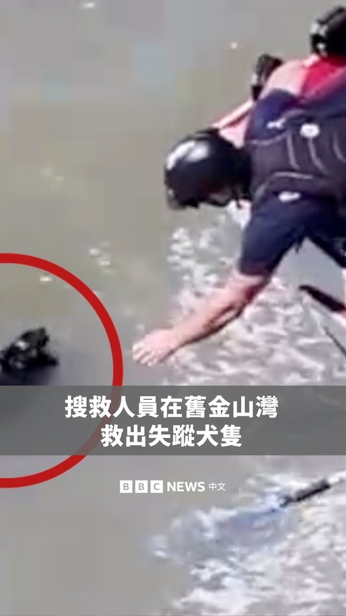 🐶消防员在旧金山湾发现一只失踪多日的狗狗正在游泳，他们随后将其救起，并把它送到动物收容所，最终顺利与主人团聚。