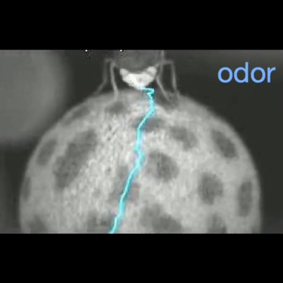 A nature study from the #RutaLab reveals how fruit flies store a #memory of how to relocate a #scent, even after it disappears. It depends a #brain region used by insects for #spatialnavigation, showing that odor tracking is not simply reflexive. 🔗: