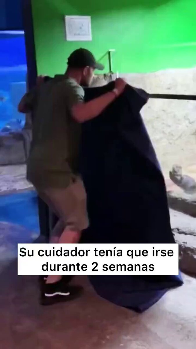 Una nutria cayó en depresión después de que su cuidador se fuese de vacaciones. Así reaccionó cuando él volvió ❤️‍🩹