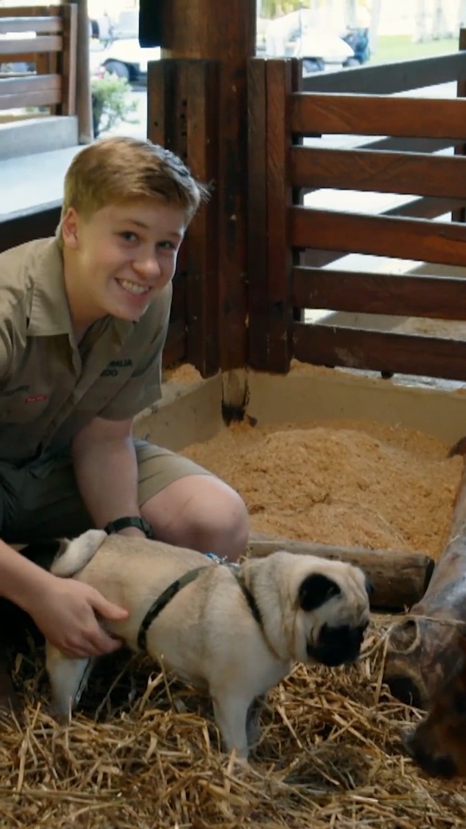 Robert Irwin loves pugs! 🥹🐾 #crikeyitstheirwins