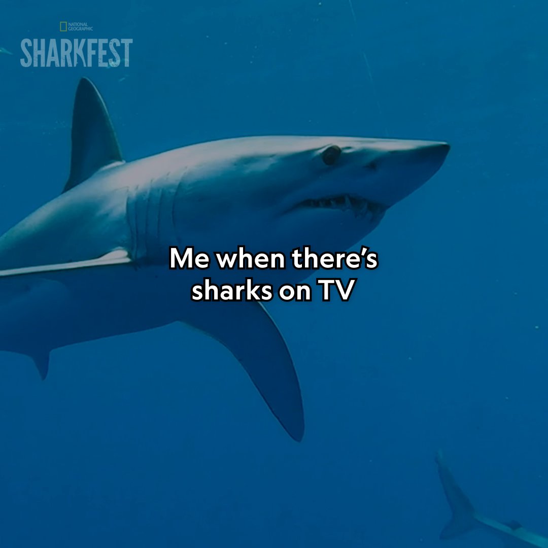 Some shark-induced endorphins to start your day ☀️ Mako sharks breach typically when ambushing fast prey. Because they are the ocean's fastest sharks—reaching speeds up to 45 mph—their explosive momentum from striking prey from below naturally carries them into the air. #WorldsBiggestMako is now streaming on Disney+ and Hulu.