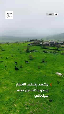 مشهد ساحر من عُمان.. مجموعة من الخيول تجري وسط الطبيعة الساحرة في محافظة ظفار بسلطنة عمان