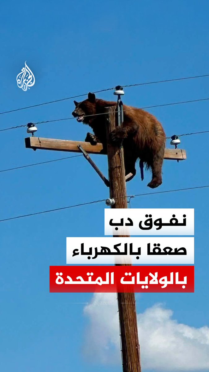 بعد تسلقه عمودا للكهرباء.. نفوق دب صعقا في ولاية نيو مكسيكو الأمريكية #فيديو