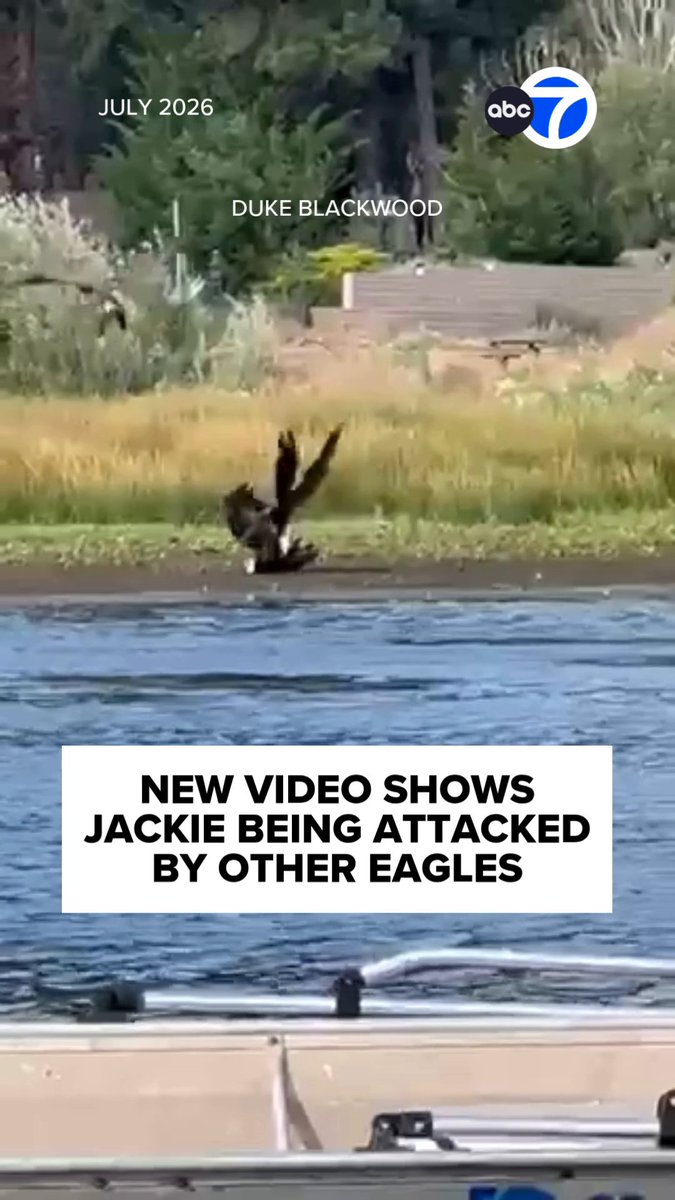 New video is shedding light on what led up to Jackie being injured and why she needed to be rescued. The footage was taken by a couple who found her grounded near Big Bear Lake and unable to fly. It shows Jackie fighting with two younger eagles, using her talons to fend them off.