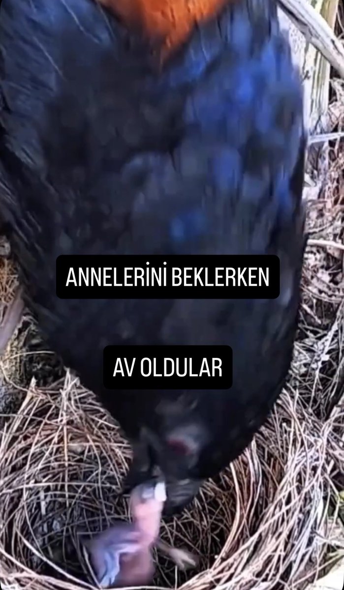 Annelerini bekleyen yavru kuşlar, yırtıcı siyah kuşun yuvayı basmasıyla yemek beklerken av oldular…