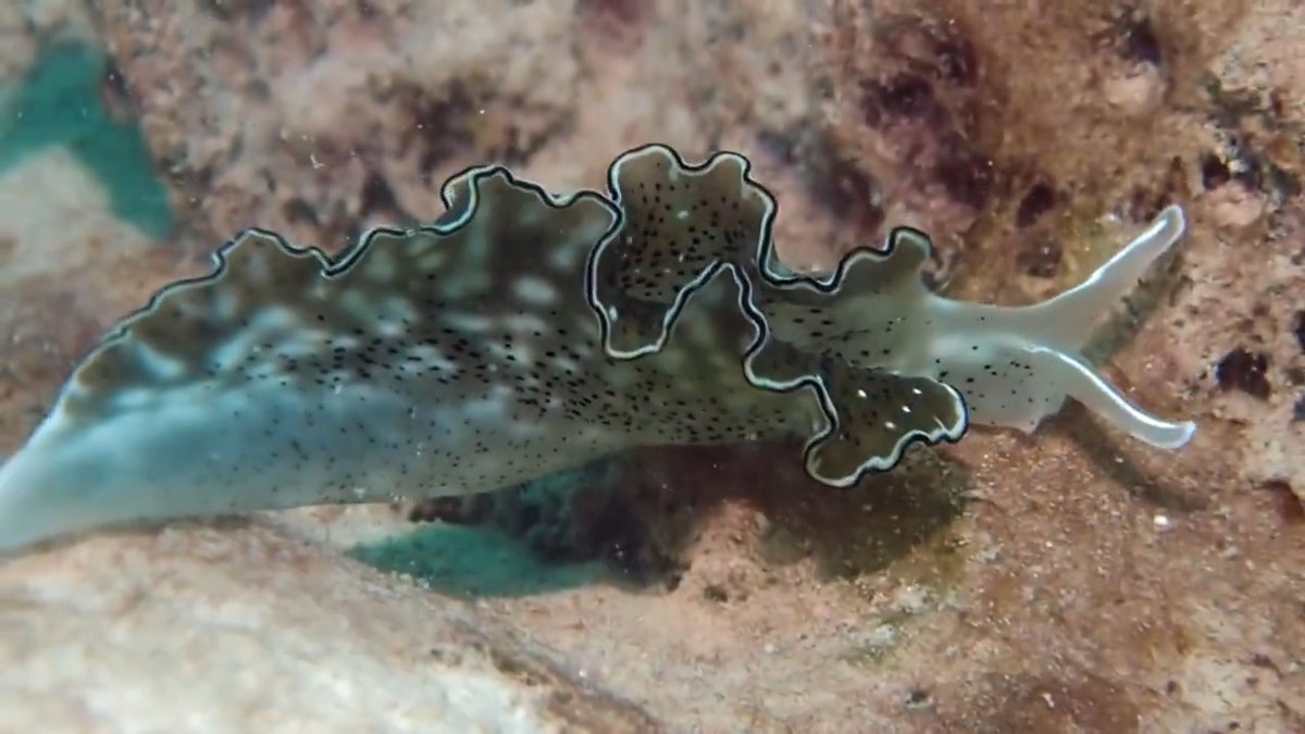 Nudibranchs are some of the ocean’s tiniest—and most flamboyant—residents! 🌈 Oceana spotted this stunning sea slug during an expedition to Panaon Island, Philippines. Earlier this year, a Marine Protected Area was established here to help safeguard these coral-rich waters! 🌊