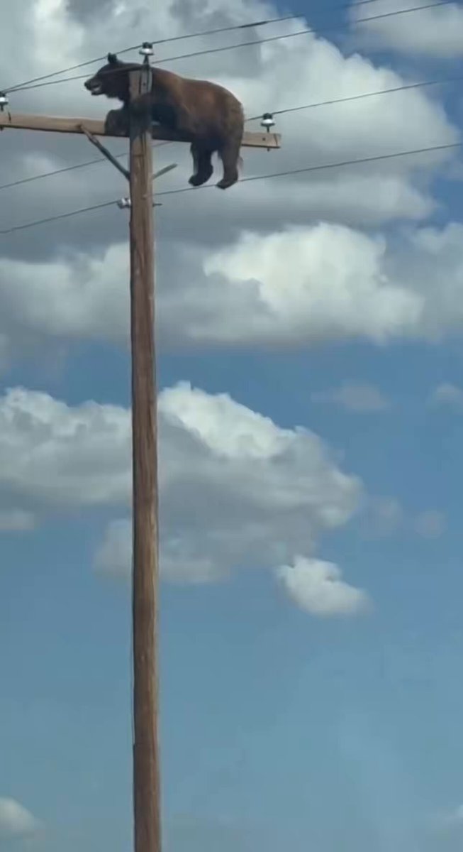 💔💔. SAD NEWS The bear fell off the power pole and died from the injuries Nobody tried to save it