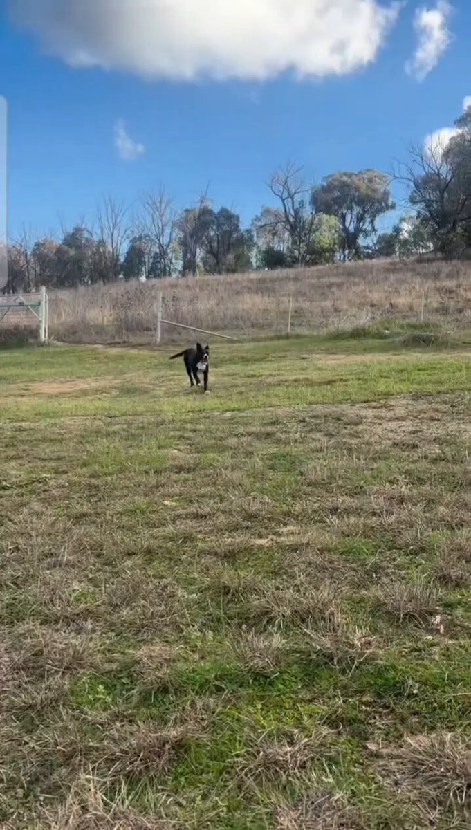 It appears Stella is not experiencing any major trauma after being told to sit down 🐕❤️