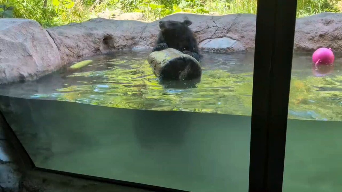 水浴びをしていた今朝の #ヒマラヤグマ ・トモです。 #円山動物園 #動物園 #札幌 #札幌観光 #maruyamazoo #zoo #sapporo