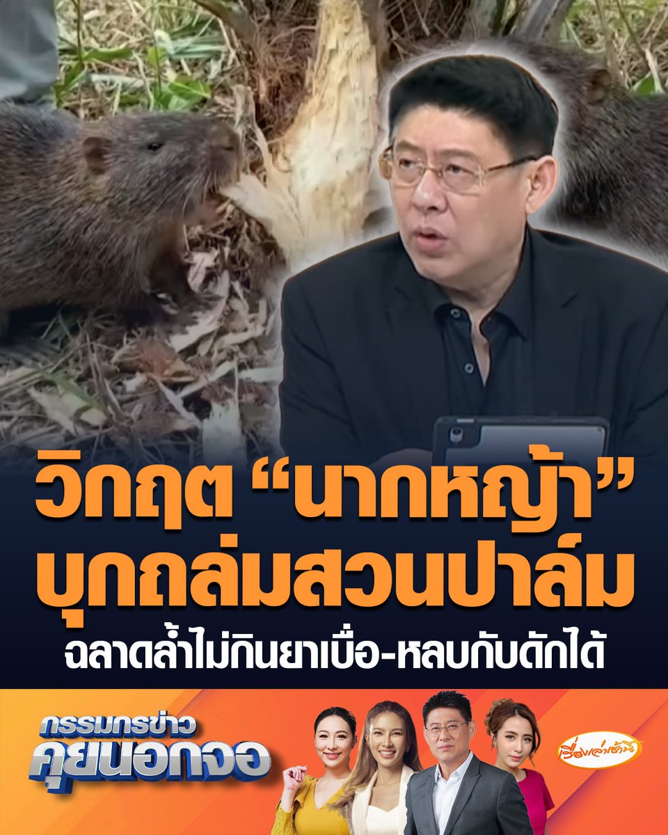 ชุมพรระส่ำหนัก! วิกฤต "นากหญ้า" บุกถล่มสวนปาล์ม รุมแทะกินเรียบนับร้อยต้น ฉลาดล้ำไม่กินยาเบื่อ-หลบกับดักได้ ทำเกษตรกรแทบสิ้นเนื้อประดาตัว หวั่นแพร่พันธุ์ ทำลายพืชผลการเกษตร #เรื่องเล่าเช้านี้ #ครอบครัวข่าว3 #กรรมกรข่าวคุยนอกจอ #นากหญ้า