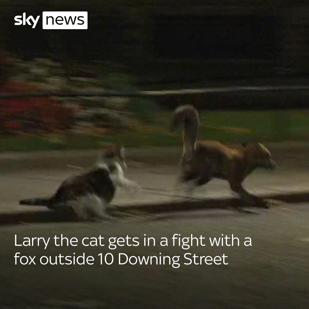 You just know it’s a safe bet on who will win! 🐈