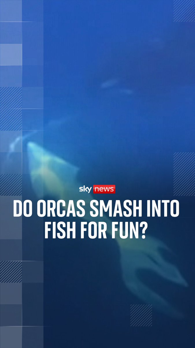 An orca has been captured smashing into a sunfish in the Gulf of California. Researchers believe the killing technique could help orcas feed their young - or be a form of entertainment.