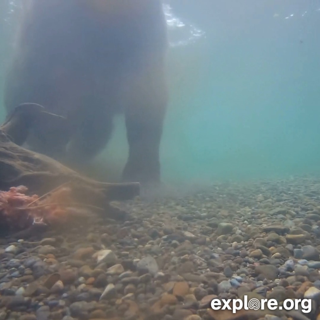 Catch and release. Did you know we have an underwater bear cam view?
