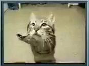 meow — lvusm (2021)