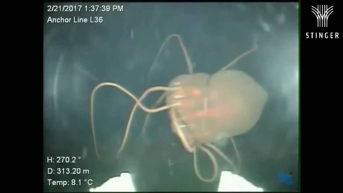🚨If Aliens Exist on Earth...They Might Look Like This. 🔴Meet Periphylla periphylla or Helmet jellyfish, a deep-sea jellyfish often nicknamed the "Alien of the Deep" It lives thousands of meters below the ocean's surface, where sunlight never reaches. 🔴Unlike most creatures on Earth, prolonged exposure to sunlight can be fatal. Scientists compare its behavior to a vampire because it rises toward the surface only at night before returning to the darkness by sunrise. 🔴It glows in complete darkness, uses four sensory eye structures to detect light, and can release a cloud of glowing blue bioluminescent slime to confuse predators while it escapes. 🔴Living for up to 30 years in one of Earth's most extreme environments, Periphylla periphylla has become one of the strangest creatures ever discovered beneath our oceans. Maybe the most alien lifeform we've ever found...was never in space at all!