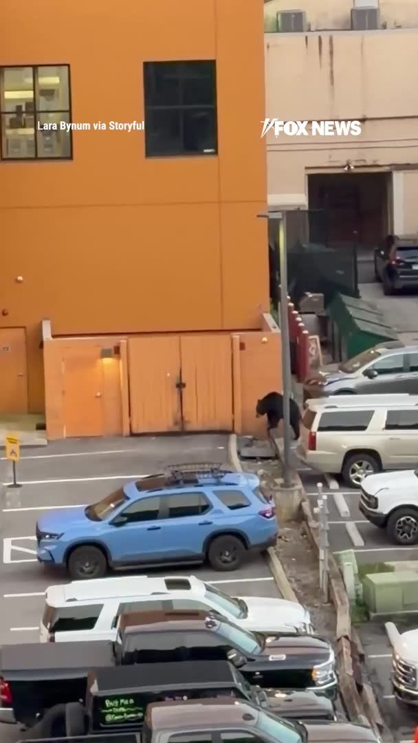 A bear sends people sprinting across a crowded Tennessee parking lot as chaos breaks out and drivers rush to get inside their vehicles. Video shows people scrambling for cover while one man in an orange outfit lingers behind, repeatedly trying to get a closer photo of the bear instead of getting into his group's van. The bear eventually wanders away, crosses the street, and stops for a drink from the nearby river. No injuries were reported.