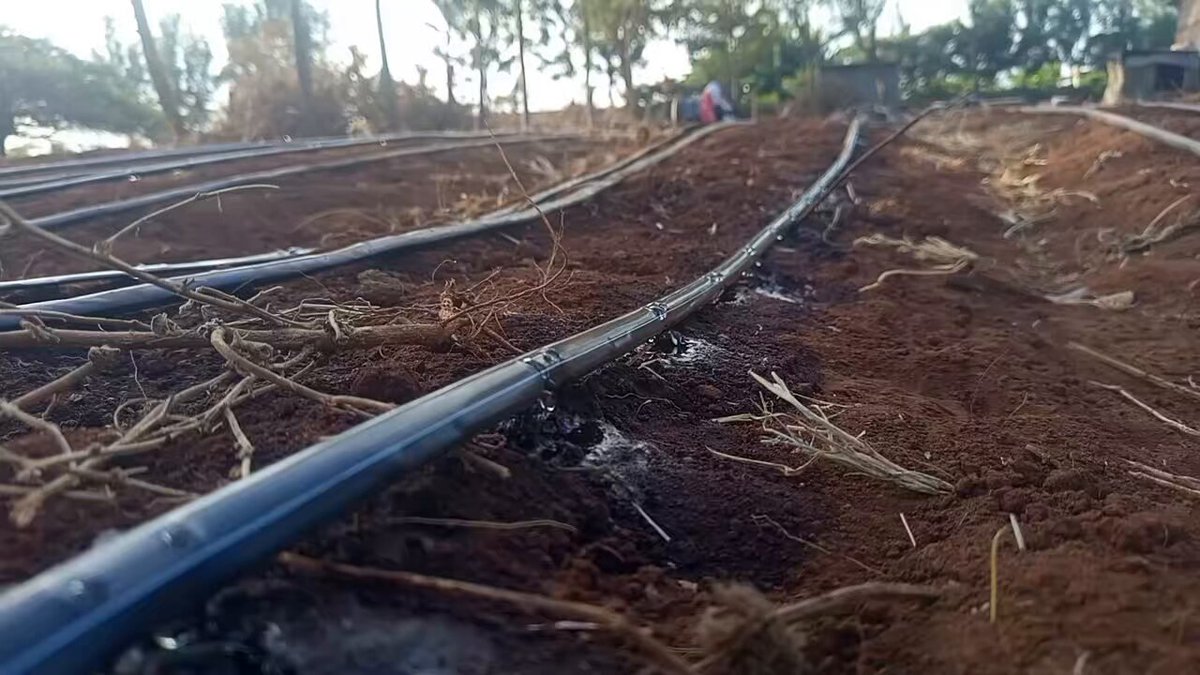 Installed my first ever drips. Boy I am happy