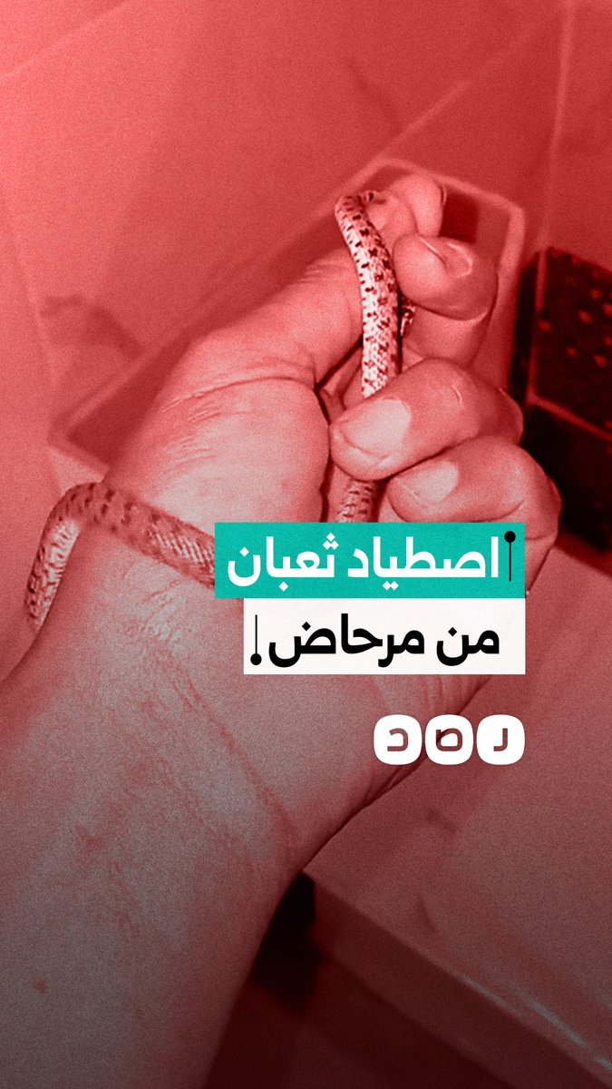 مواطن يوثق لحظة اصطياد ثعبان "الأزردي" من داخل المرحاض