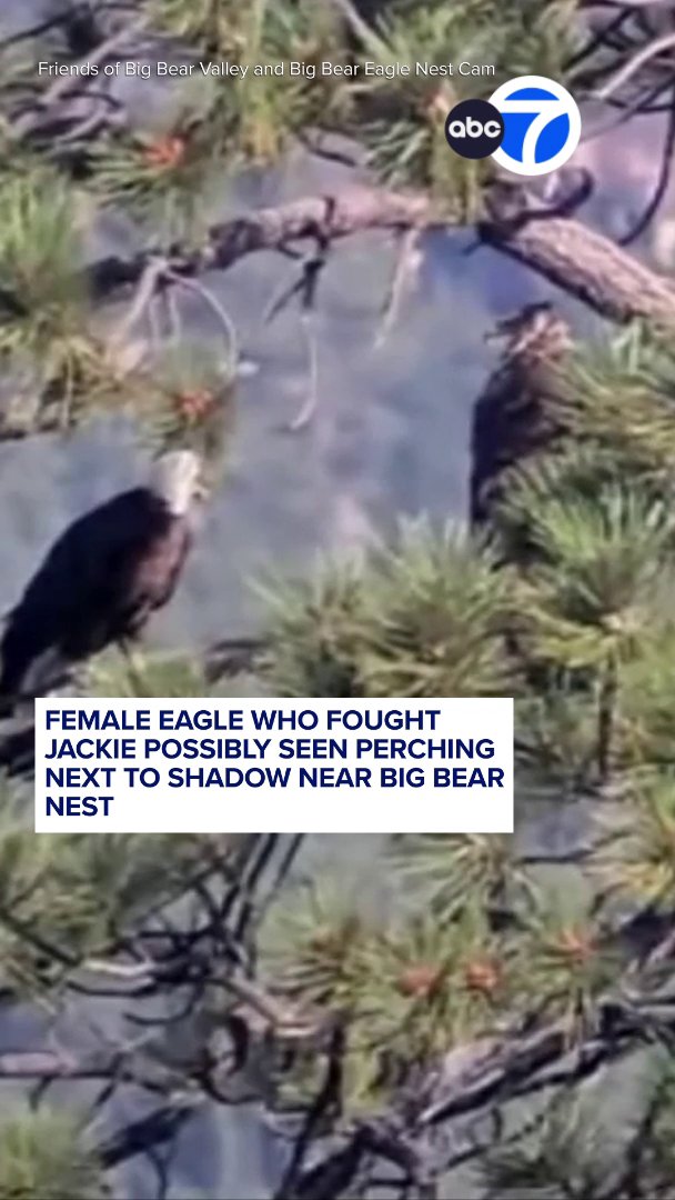 As Big Bear's beloved bald eagle Jackie continues to receive critical care, we're learning more about a new eagle visiting the habitat she shares with her mate, Shadow. Friends of Big Bear Valley released a photo that it says shows Shadow perched in a tree with a subadult eagle nearby. Volunteers believe it could be the same female eagle that had a brief skirmish with Jackie.