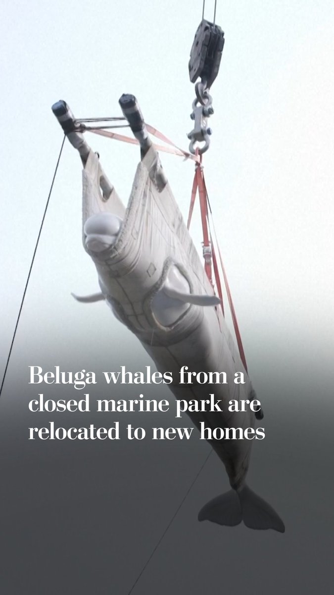 Six beluga whales from Marineland in Ontario, Canada, arrived safely at Chicago's Shedd Aquarium and SeaWorld San Antonio in Texas. Marineland closed and could no longer support their long-term care.