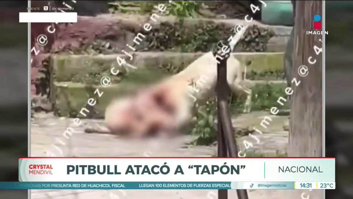 Un perrito en la Álvaro Obregón fue atacado por un pitbull que se salió de su casa. El dueño del pitbull se rehúsa a hacerse responsable. #NoticiasImagen #YoTeVeo #ImagenNoticias con Crystal Mendivil Imagen Crystal