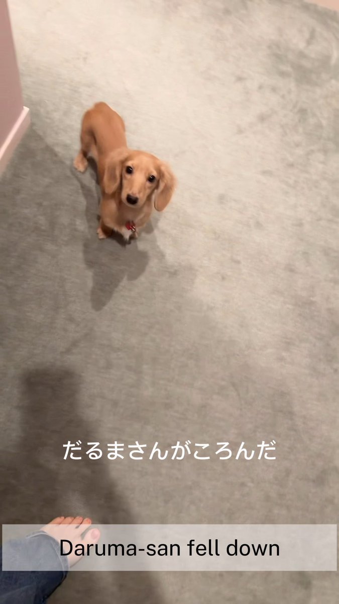 だるまさんがころんだ!