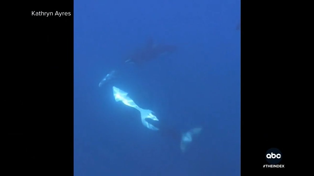 New video of an orca pod pulverizing the carcass of a giant sunfish in the Gulf of California is giving scientists new insight into how the animals behave in the wild. Linsey Davis reports.